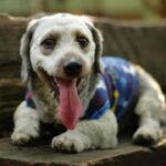 问鼎app下载的活动参与方式与奖励机制 fyed9oc