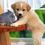 问鼎app下载:如何优化应用设置以提升体验 uolmj1n9k