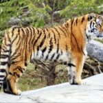 问鼎娱乐平台的客服支持:解决问题的最佳途径 xn312titu