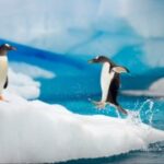 问鼎娱乐H5:新手玩家的入门指南与技巧 zaga6